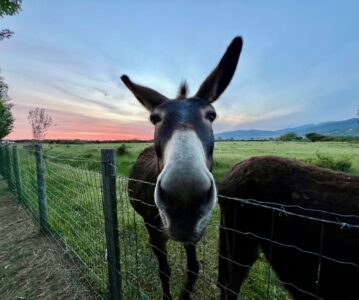 Ferien auf dem Ponyhof