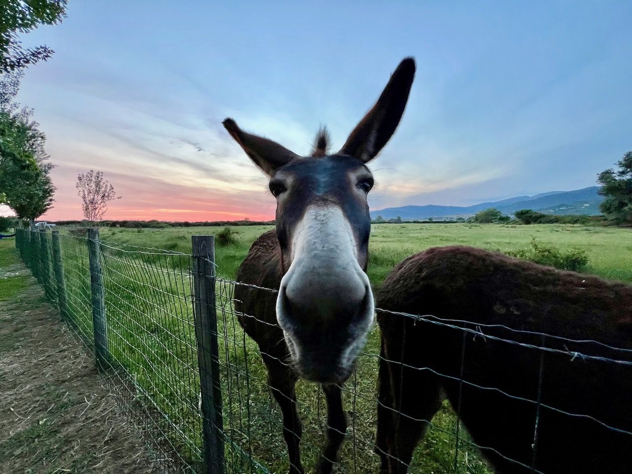 Ferien auf dem Ponyhof