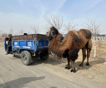 Xinjiang – Wild Wild West